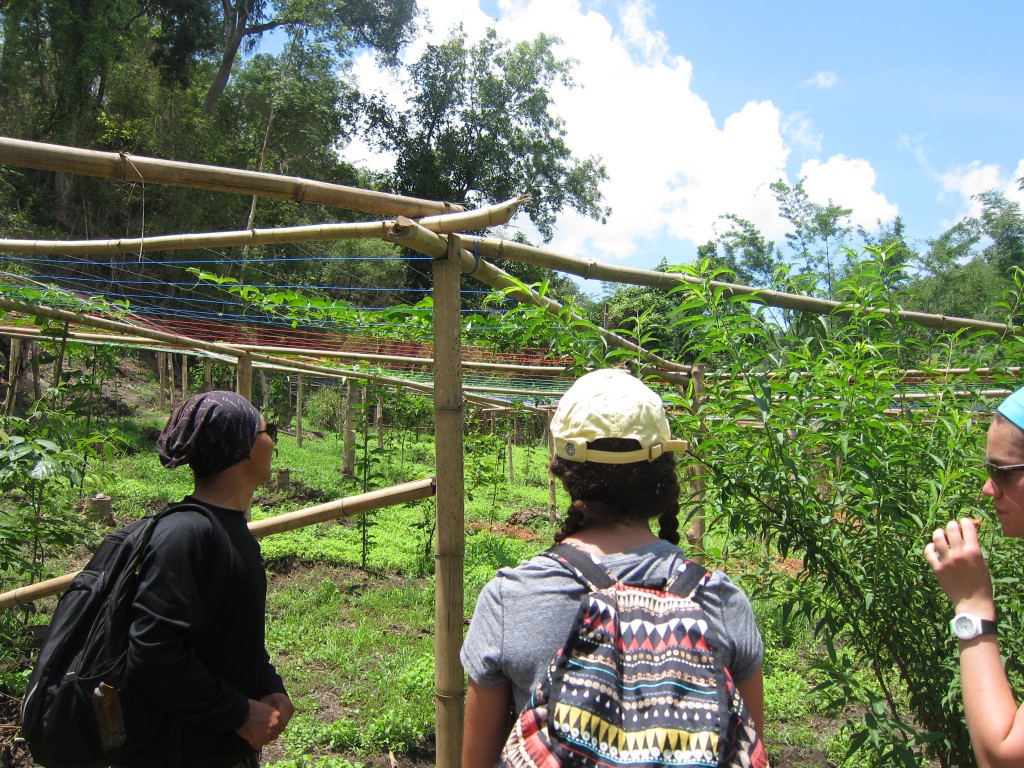 Trellises of passion fruit were in bloom at various stops along the way. 