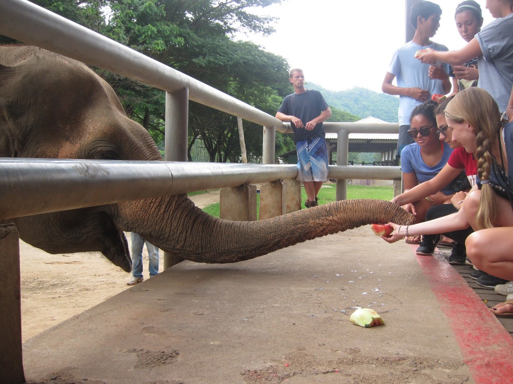 Upon arrival to the sanctuary, we were able to feed watermelons to a few of the gentle giants. 