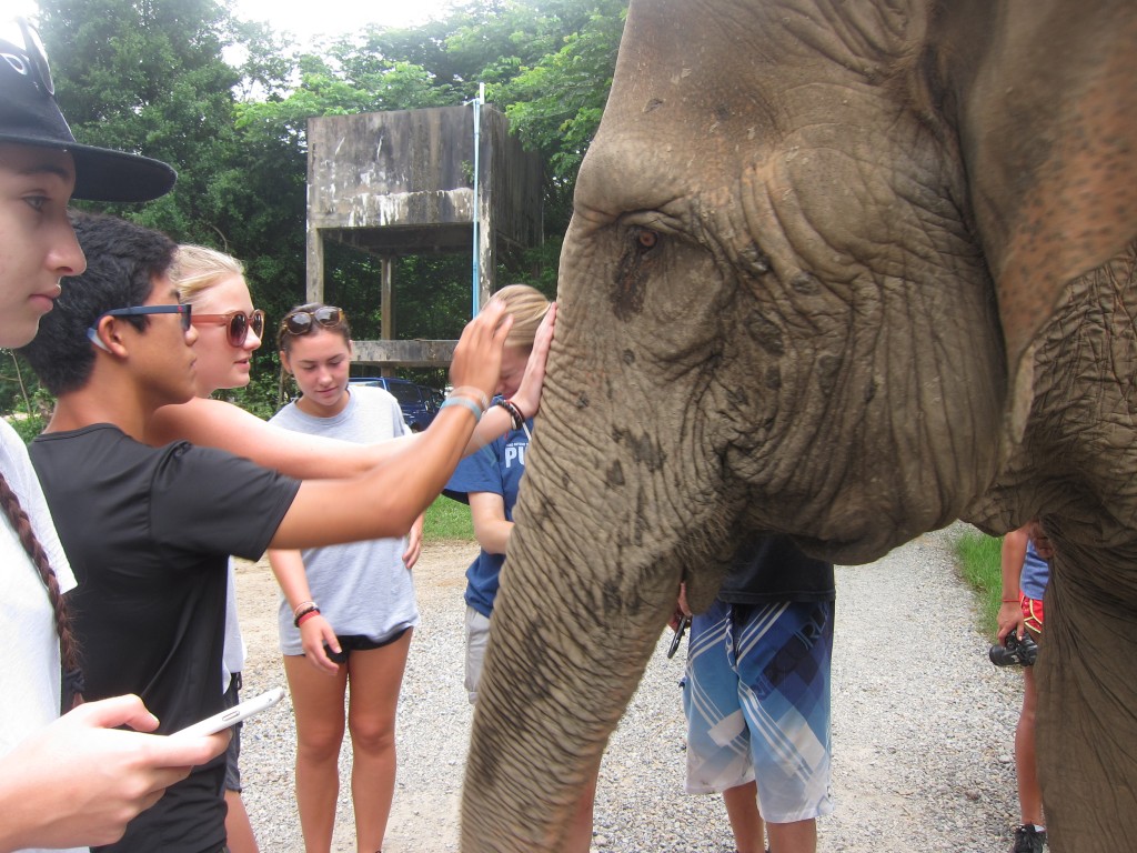 The group learned the life history of each elephant we encountered in the park. All of the elephants carried their own unique and, unfortunately, traumatic histories. The sanctuary is equipped to help them recover both mentally and physically.