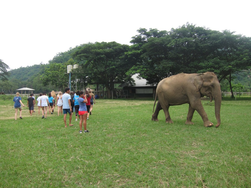 The elephants are free to roam throughout the valley for the majority of each day, and visitors are invited to observe their natural behaviors.