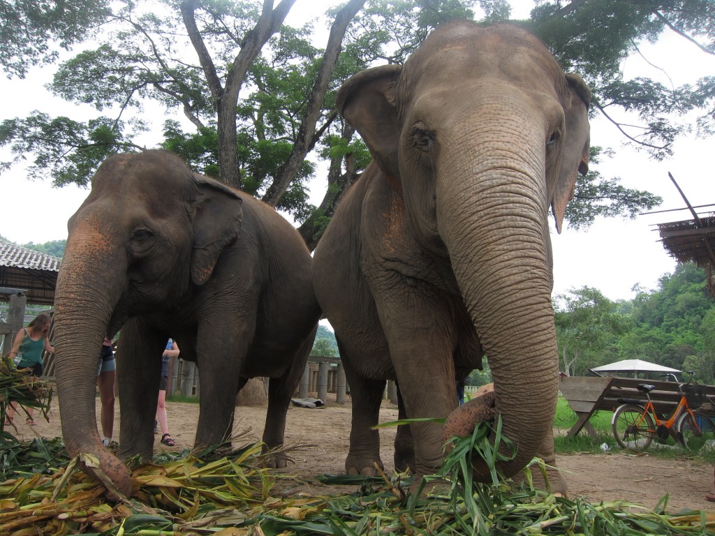 We learned about the incredibly healthy (and enormous!) diets that elephants require to lead healthy lives.