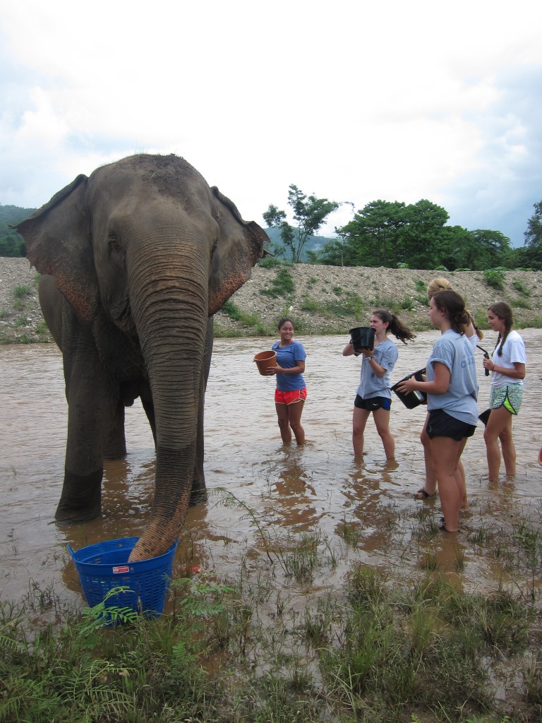 The group assisted in giving a few of the elephants their daily bath in the river that ran through the sanctuary. Ironically, their river bath was a precursor to an even more thorough mud bath to protect their skin from the sun.  